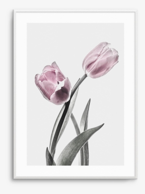 Pink Tulip Illustration No Ii - Illustration #210970