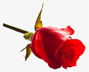 Free Rose Png Image - Download Rose Image Now #211288