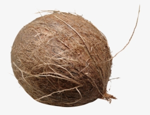 Coconut Png Picture - Coconut Png #212191