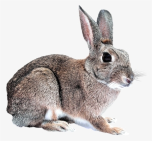 Bunny Rabbit Png Transparent Image - Rabbit Png #212292