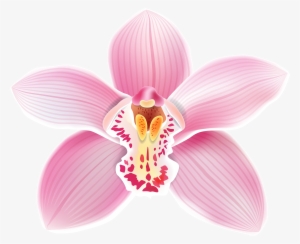 Поиск В Google - Orchids Flowers Clip Art #212295