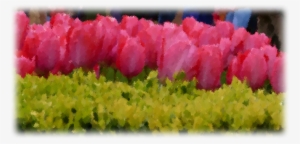 17 Jan - Grass #212317