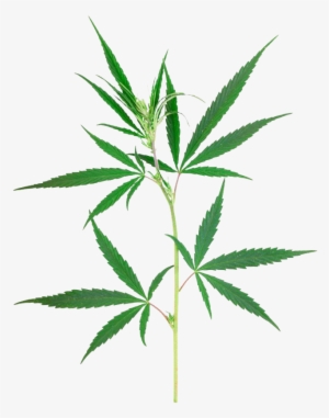 Dibujo De Planta De Mariguana #212343