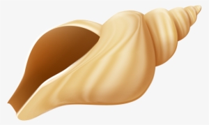 Image Transparent Library Images Free Download - Clipart Pictures Of Sea Shells #212602