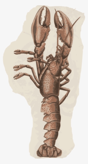 Crab Lobster Shellfish Seafood Caridean Shrimp - Lobster #212647