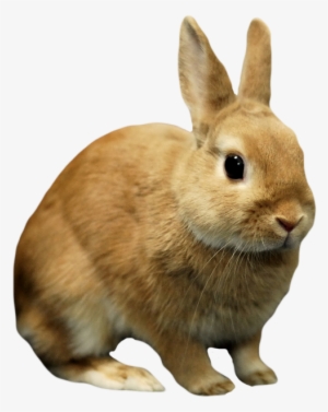 Rabbit Bunny Png Image Background - Bunny Transparent #212939