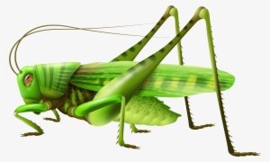 Top 77 Grasshopper Clip Art - Grasshopper Png #213183
