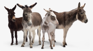 News Items - Donkey #213665 News Items - Donkey #213665