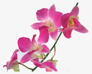 Hand-painted Material For Pink Flowers - Floral Emblem #213689