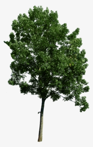 Tree - Trees Png #213890