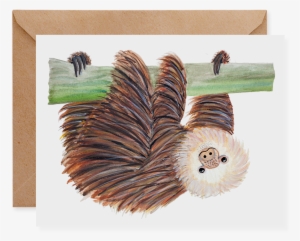 Three Toed Sloth - Sloth #214008