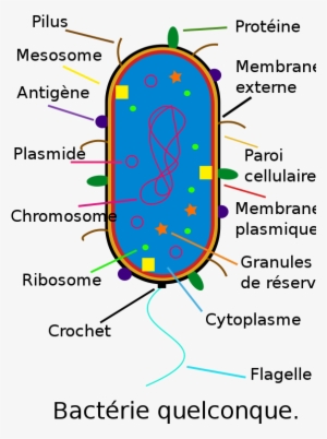 Clip Arts Related To - Bacteria Diagram Labeled #214597