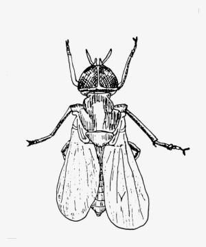 Fly On The Wall - Fly On The Wall Png #214669