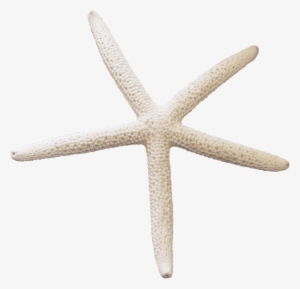 Starfish Png - Portable Network Graphics #214910