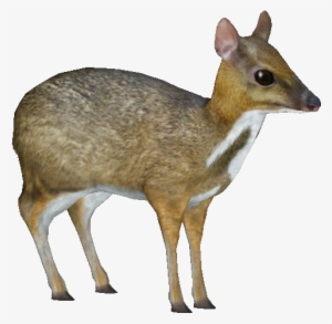 Lesser Mouse-deer - Mouse Deer Png #214929