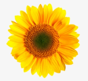 Sunflower Png Images Transparent Background Vector - Transparent Background Sunflower Png #215248