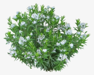Parent Category - White Flowering Shrub Png #215462