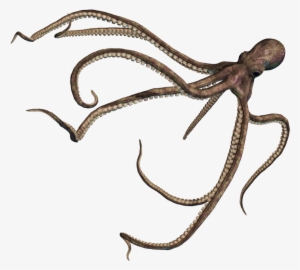Octopus Png Pic - Octopus Png #215946