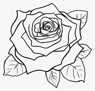 Download Black Rose Png Transparent Black Rose Png Image Free Download Pngkey