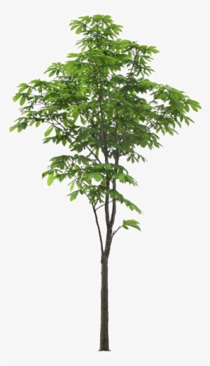 Leaves In Vase Png #216262