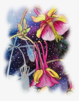 Supplies - Canada Columbine #216813