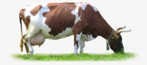 Cow Png #217589