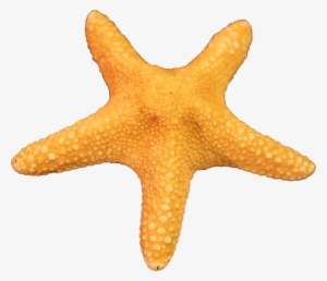 Free Download Starfish Png Images - Star Fish Png #217617