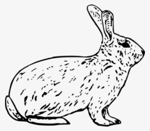 Arctic Hare Snowshoe Hare European Hare Rabbit - Arctic Hare Clipart Black And White #218168