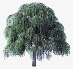 Tree Clipart Weeping Willow River - Darcy And Elizabeth By Sharon Lathan #218471 Tree Clipart Weeping Willow River - Darcy And Elizabeth By Sharon Lathan #218471