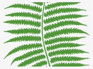 Free On Dumielauxepices Net Jungle - Fern Png #219002