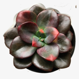 Echeveria │chroma Hybrid - Color #219247 Echeveria │chroma Hybrid - Color #219247