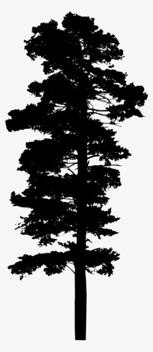 Silhouette Pine Tree Png - Pine Tree Transparent Background #219251