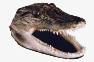 Gator Head - Transparent Crocodile Head Png #219270
