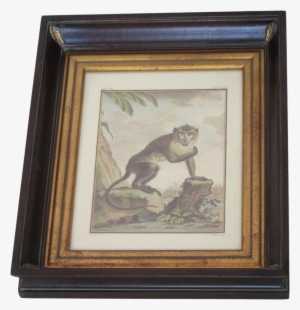 Framed Hand Colored Monkey Engraving Gold Interior, - Picture Frame #219681