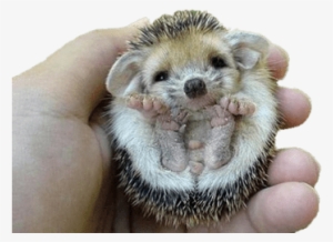 Hedgehog Flipped Over - Baby Hedgehog #2100943
