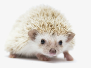 Hedgehog Pet - Hedgehog #2101050
