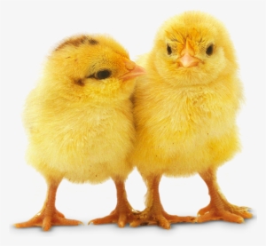 Baby Chicken Png Background Image - Baby Chicks With Guns #2101349