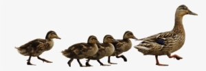 The Dirty Duck Is A Family-friendly Pub - People Following The Leader #2103736