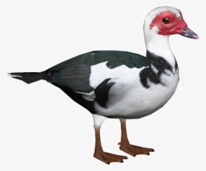 Domestic Muscovy Duck 7 - Muscovy Duck Png #2103917