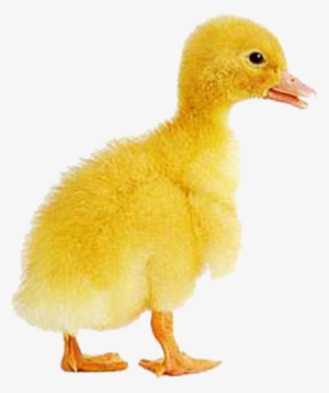 Simon Says Stamp Blog - Baby Duck Transparent #2103956