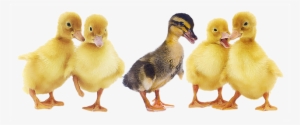 Baby Duck Png - Duck And Ducklings Png #2103971