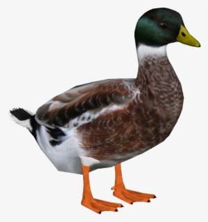 Welsh Harlequin Duck M3 - Harlequin Duck Png #2103972
