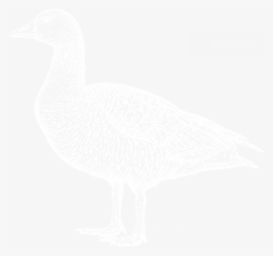 Pasture-raised Ducks - Grassland Poultry #2104088