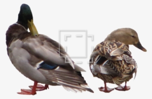 Parent Category - Drillfield #2104091