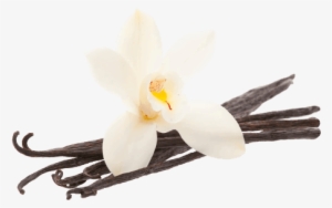 Vanilla Bean Flower - Sweet Cream Spice Scentsy #2104150