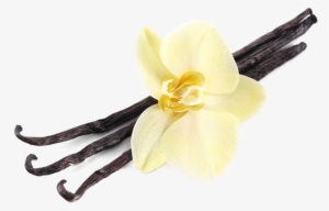 Vanilla Powder #2104189