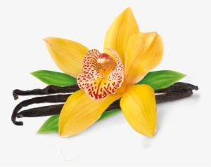 Vanilla Bean Png - Vanilla Orchid Flower Images Png #2104981