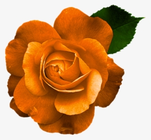 Garden Flames - Rose #2106452