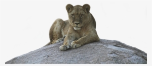 Lioness Png Background Image - Lioness Png #2106631