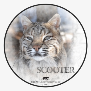 Smiley Face #2106759